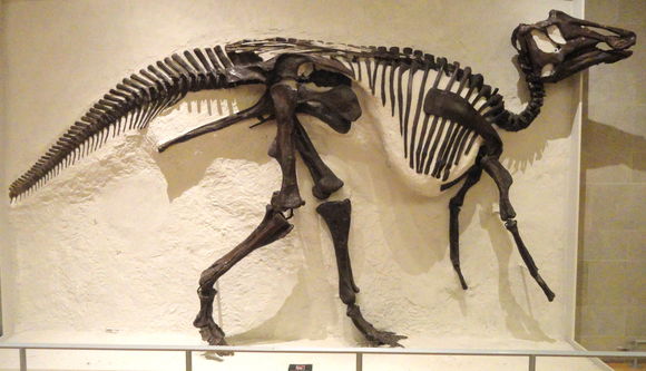 Image of <i>Prosaurolophus maximus</i> Brown 1916