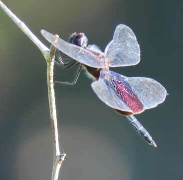 Image of Phantom Flutterer