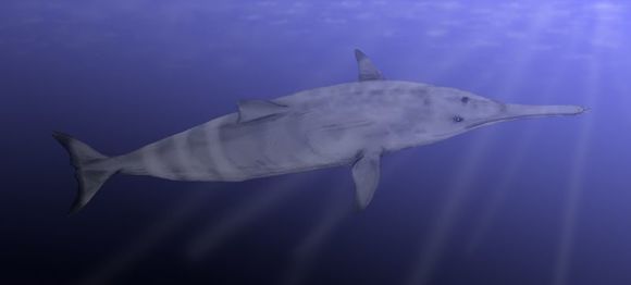 Image of <i>Squalodon calvertensis</i> Kellogg