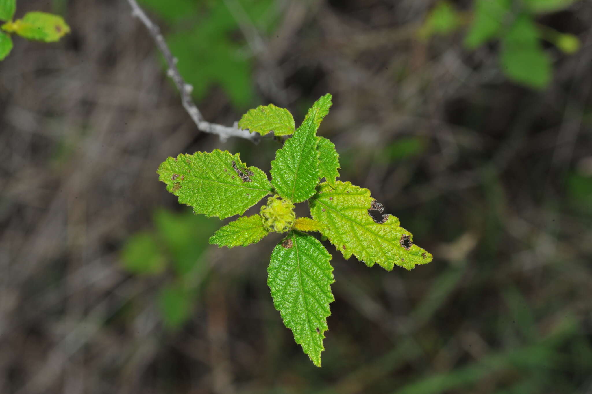 Image of Varronia bullata L.