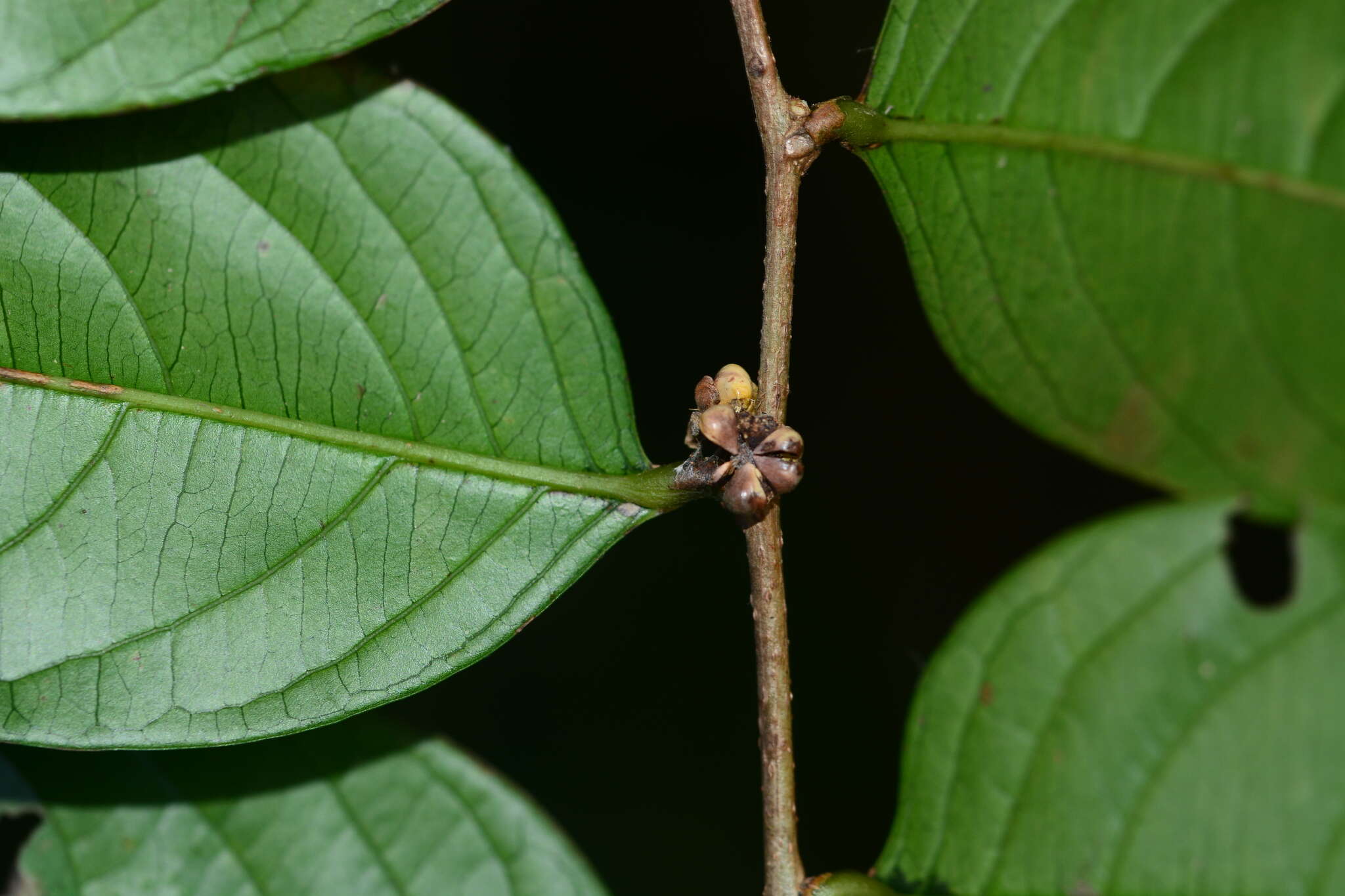 Image of Phyllanthus assamicus Müll. Arg.