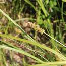 Image of Carex brongniartii Kunth