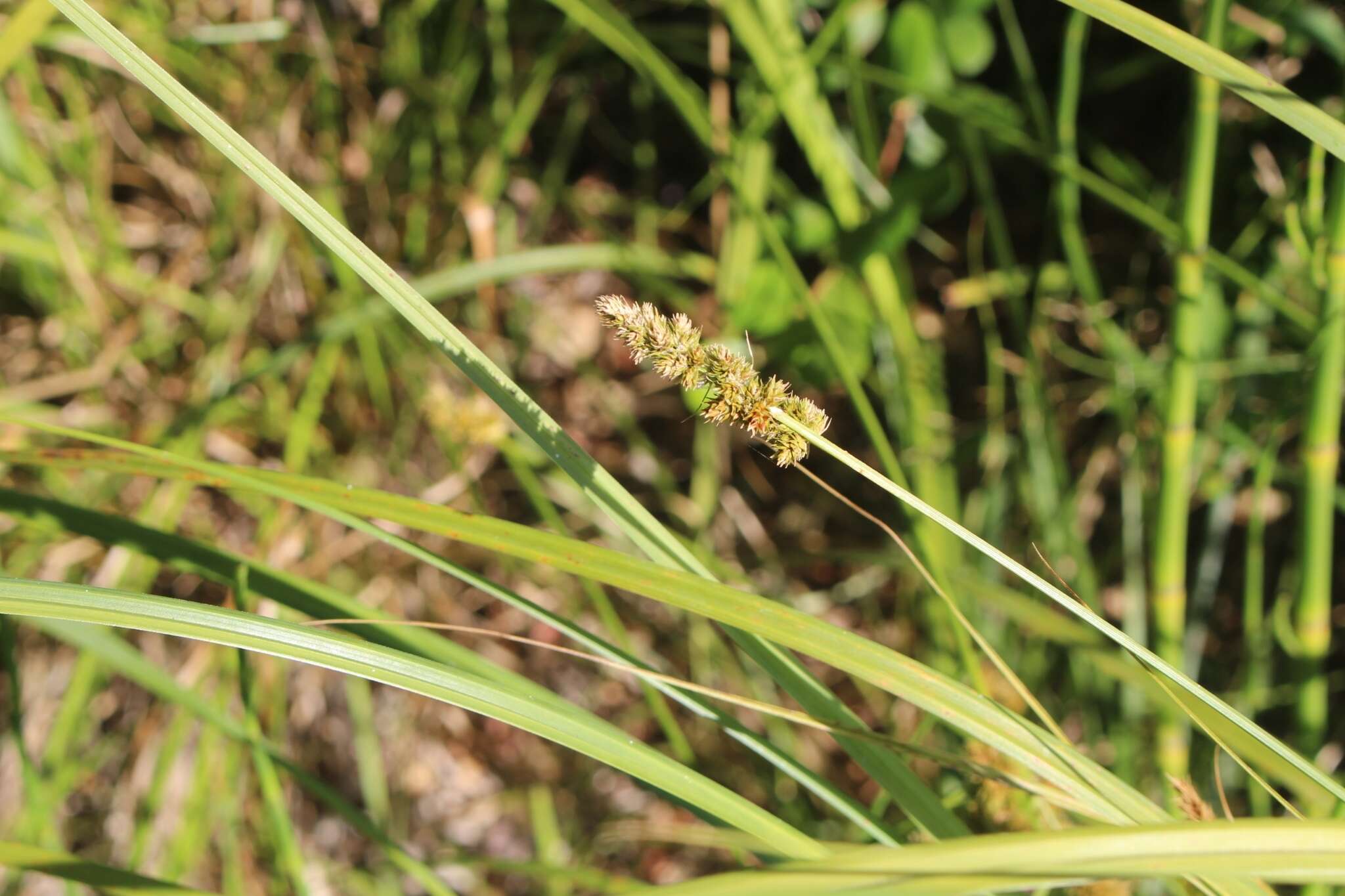 Image of Carex brongniartii Kunth