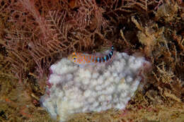 Image of Blue Dot Triplefin