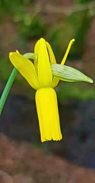 Narcissus cyclamineus DC. resmi