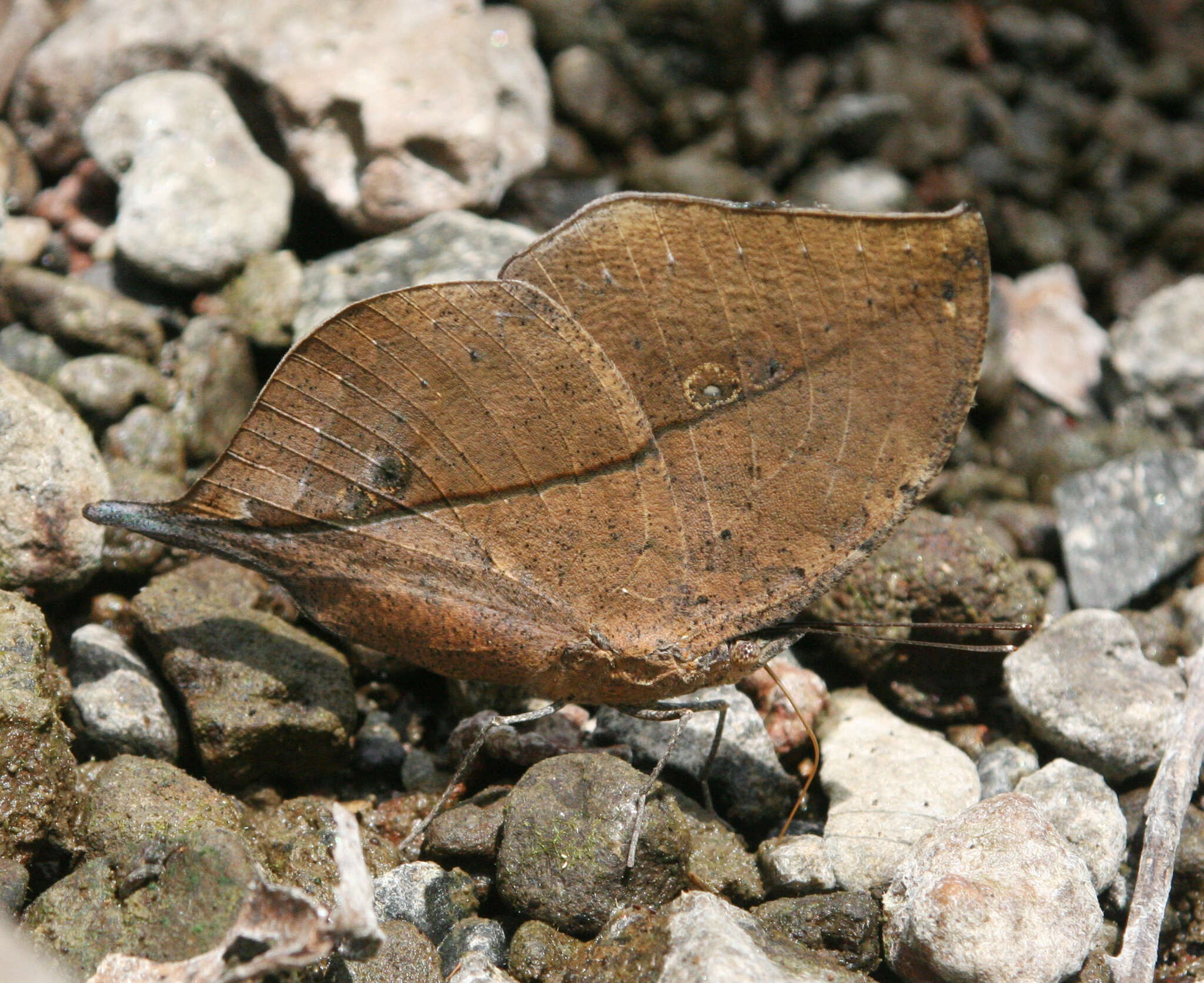 Image of Kallima inachus Boisduval 1836