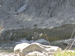 Image of Grey Wagtail