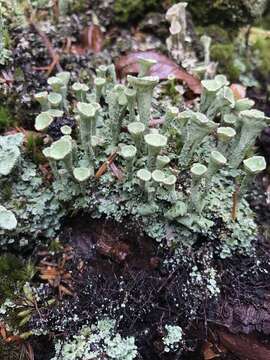 Image of Mealy Pixie-cup Lichen