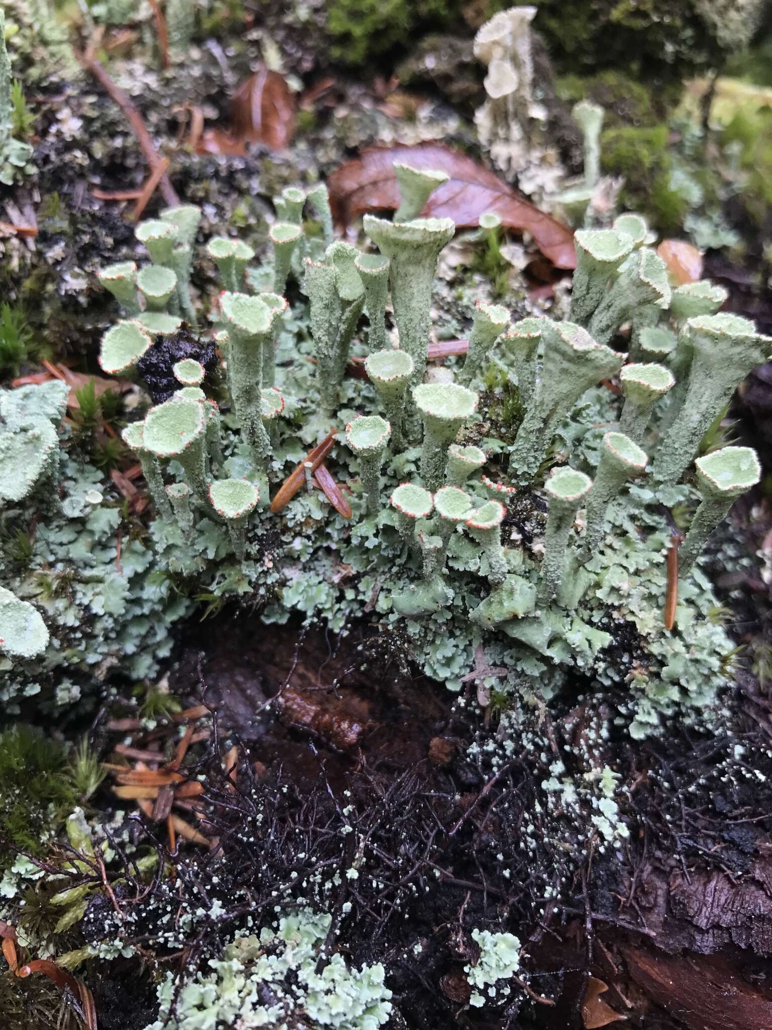 Image of Mealy Pixie-cup Lichen