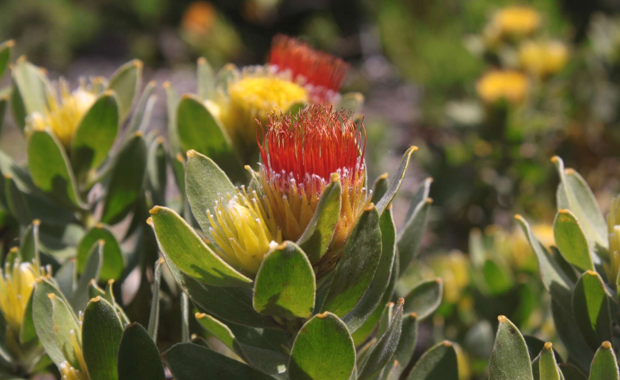 Image of Leucospermum oleifolium (P. J. Bergius) R. Br.