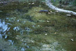 Image of Chiricahua Leopard Frog