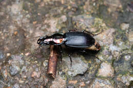 Image of Trigonotoma lewisii Bates 1873