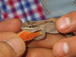 Image of Chiapas Ornate Anole