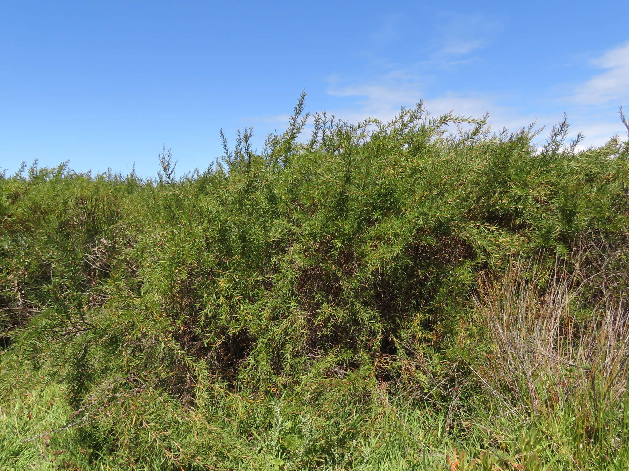 Image of Cliffortia longifolia (Eckl. & Zeyh.) Weim.