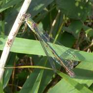 Image of Chalcolestes Kennedy 1920