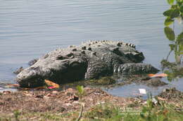 Image of Belize Crocodile