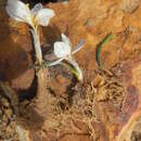 Image of Syringodea unifolia Goldblatt