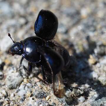 Image of Anoplotrupes