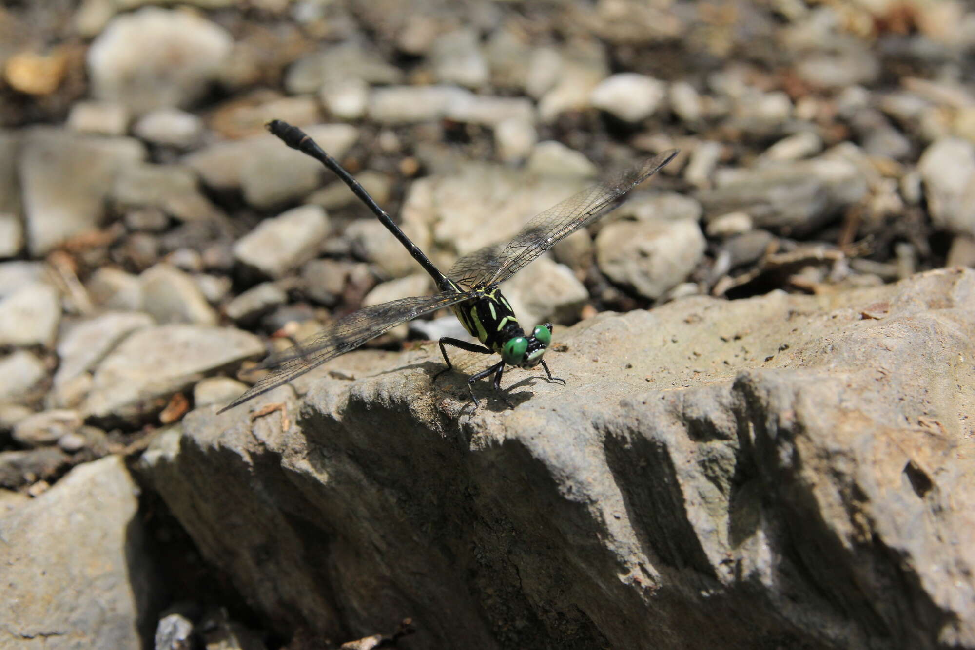 Image of Stylogomphus changi Asahina 1968