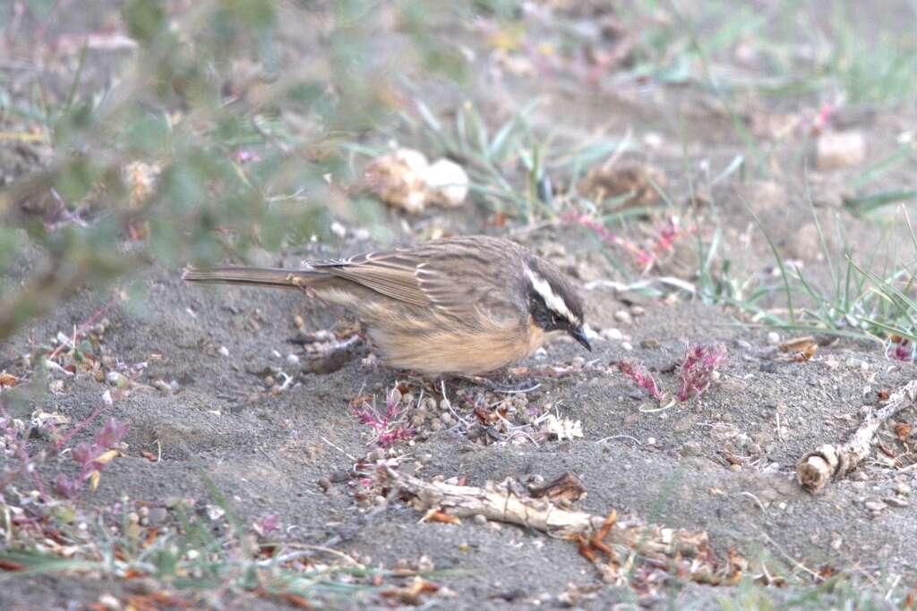 Image of Brown Accentor