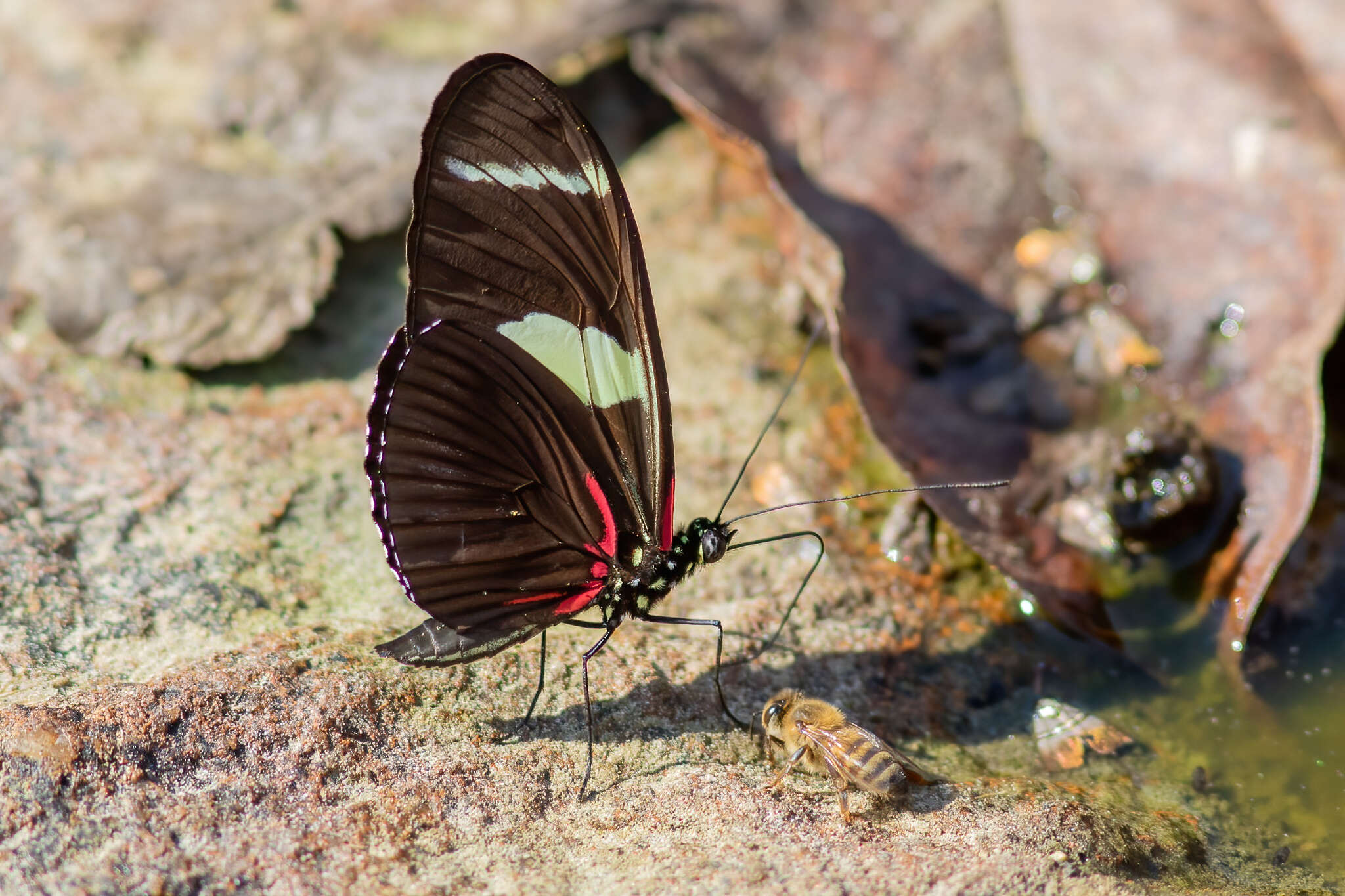 Image of Heliconius wallacei Reakirt 1866