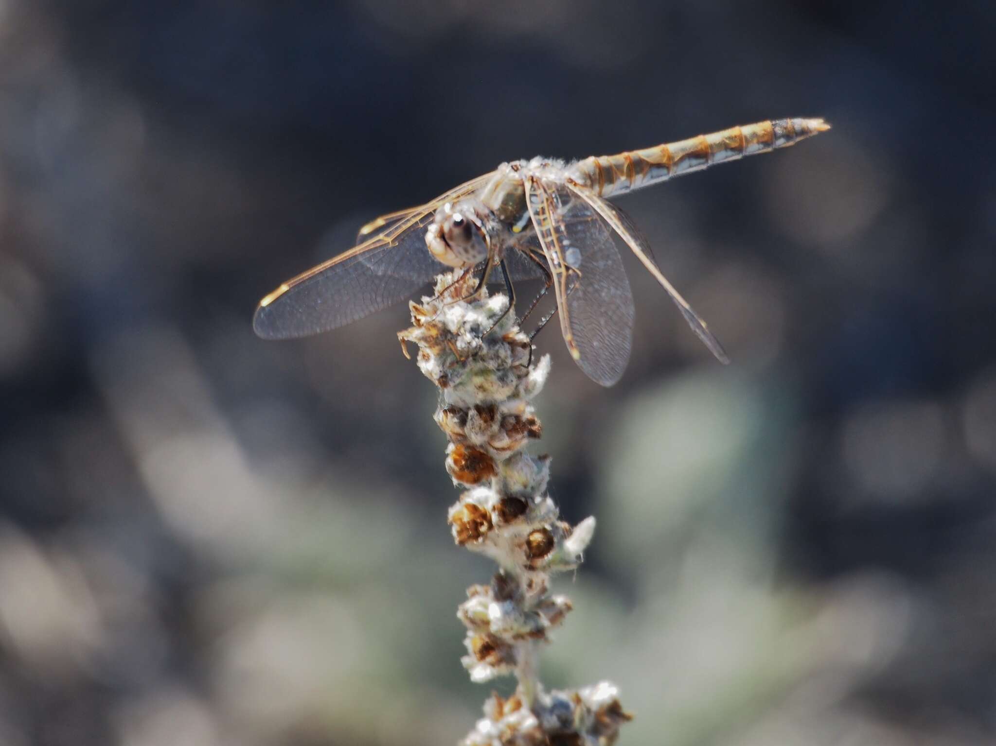 Image of Variegated Meadowhawk