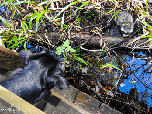 Image of Florida Raccoon