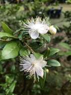 Myrtus communis subsp. communis resmi