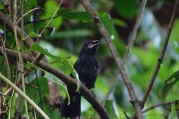 Image of Blue-black Grosbeak