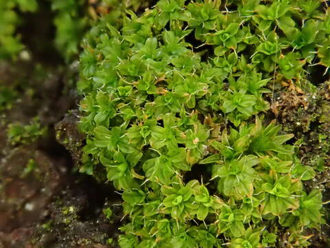 Image of Syntrichia virescens Ochyra 1992