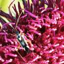 Image of Grypocoris fieberi Douglas & Scott 1868