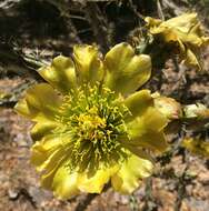 Imagem de Cylindropuntia thurberi (Engelm.) F. M. Knuth