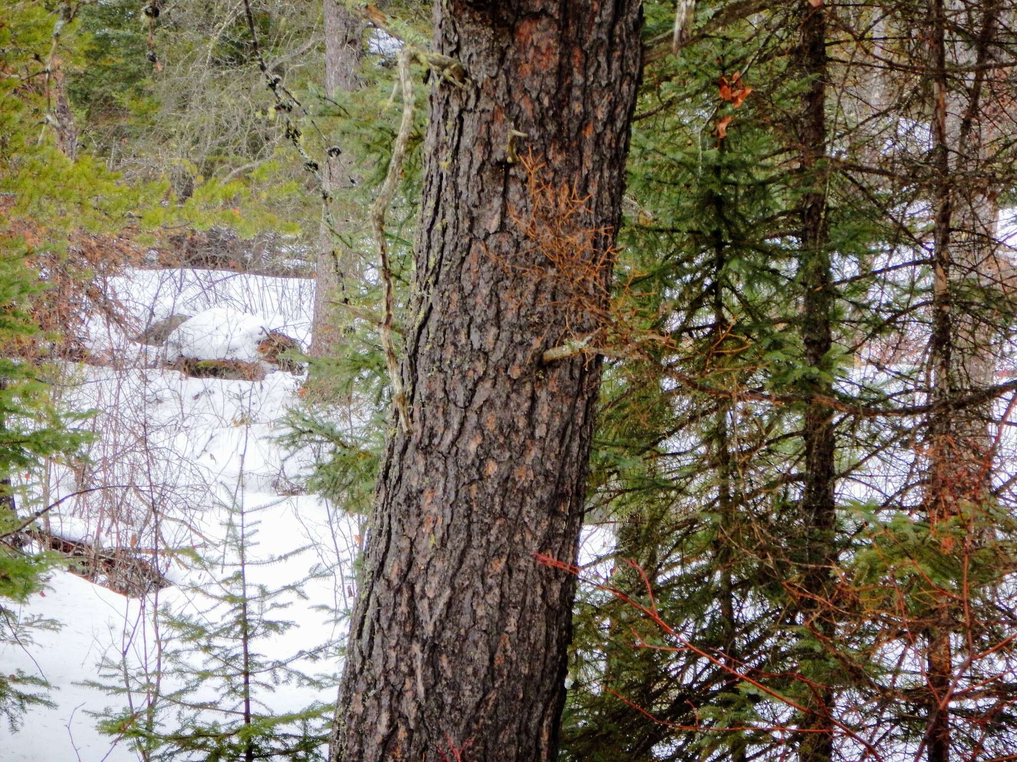 Image of jack pine