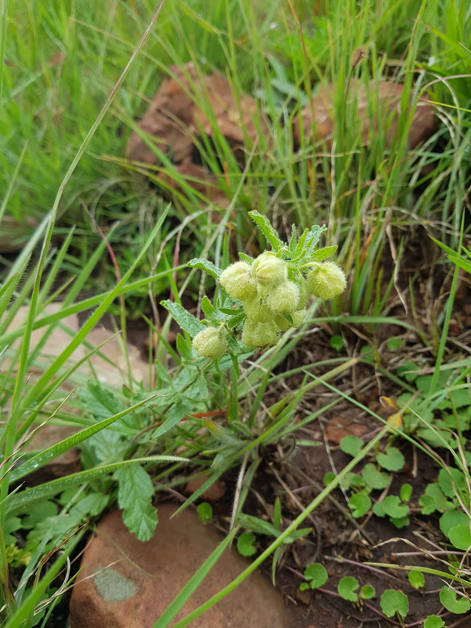 Plancia ëd Hermannia grandistipula (Buchinger ex Hochst.) K. Schum.