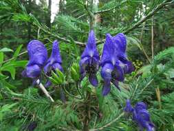 Image of Aconitum volubile Pall.