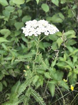 Achillea millefolium var. borealis (Bong.) Farw.的圖片