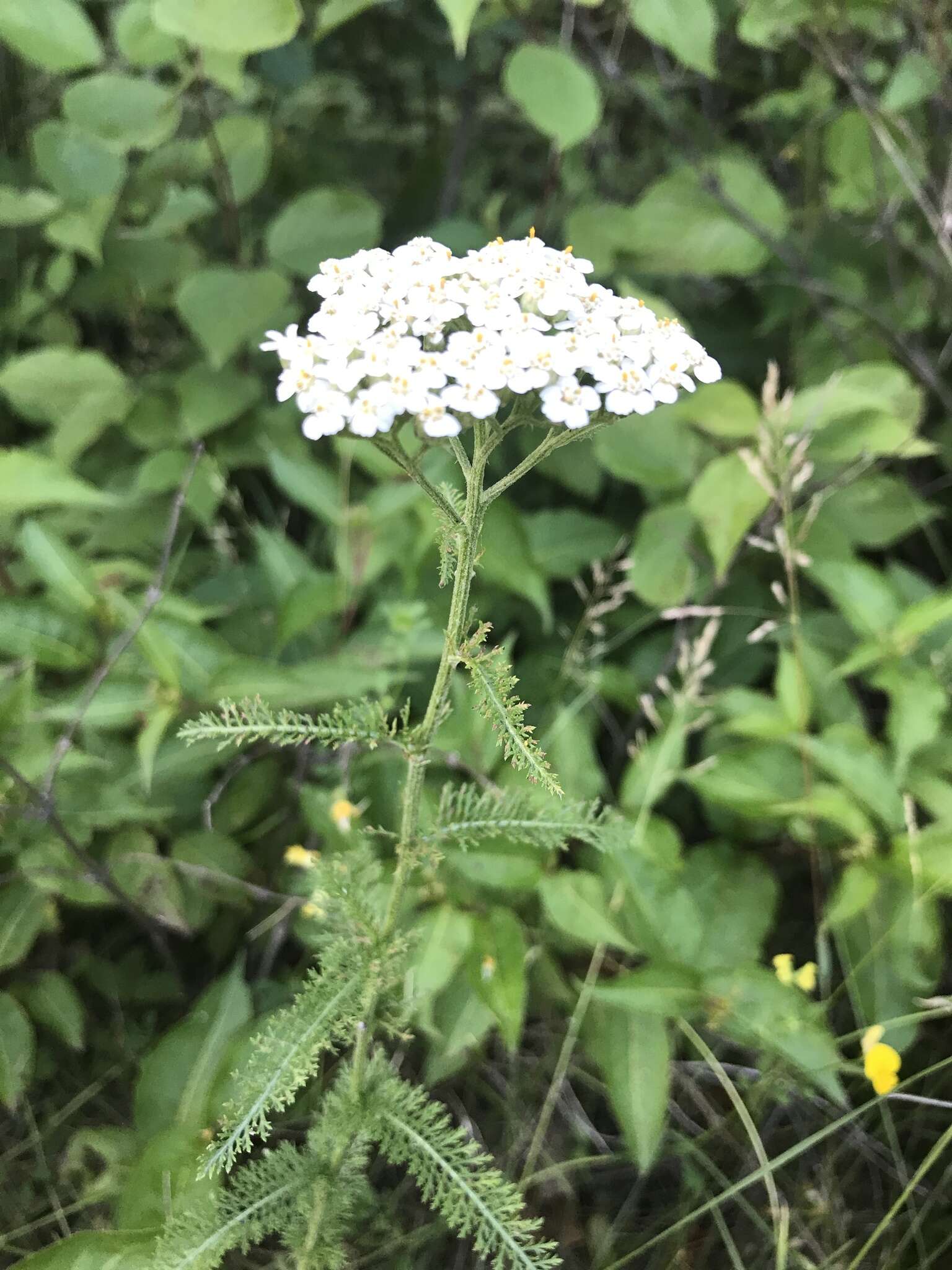 صورة Achillea millefolium var. borealis (Bong.) Farw.