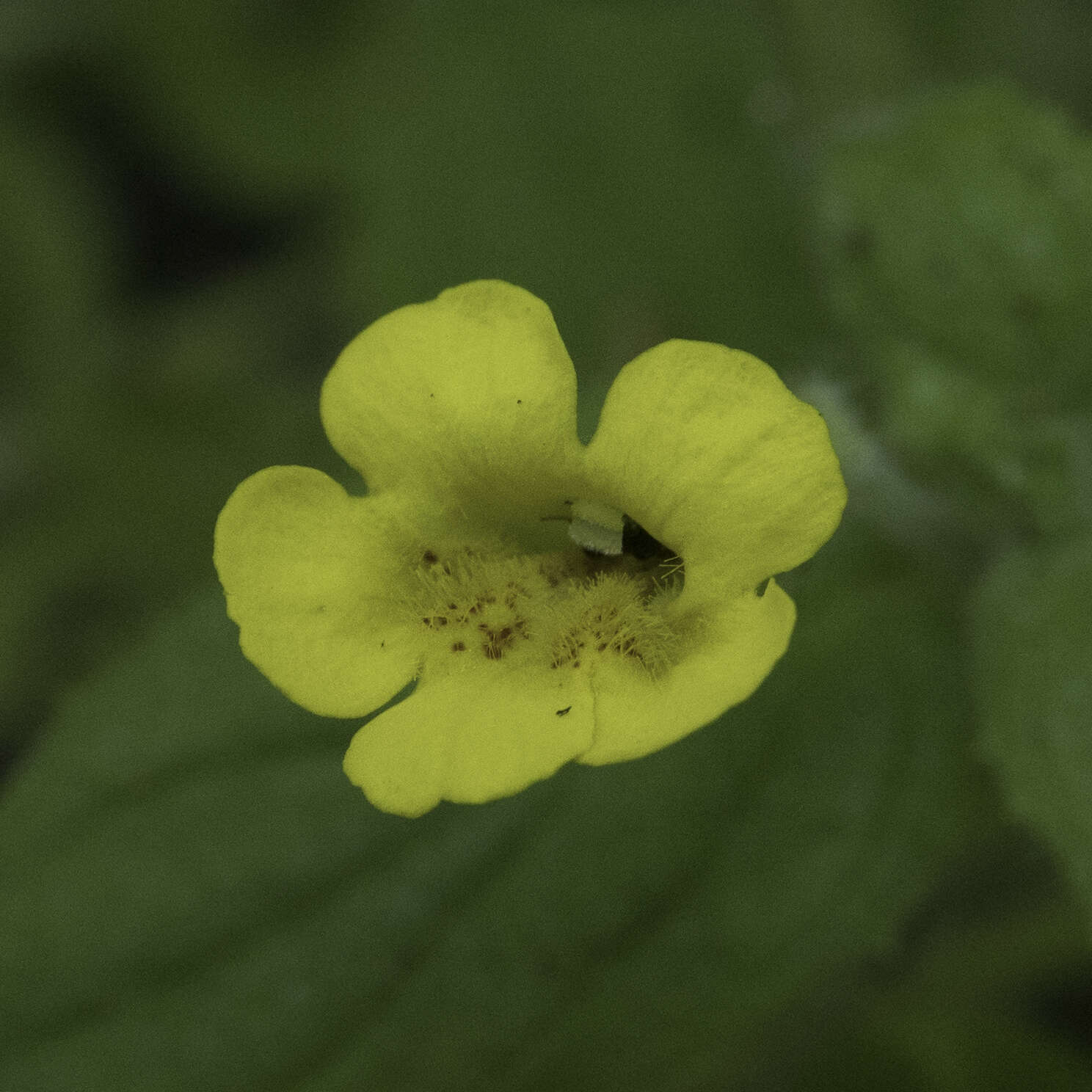 Image of muskflower