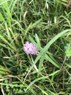 Image of Barnardia japonica (Thunb.) Schult. & Schult. fil.