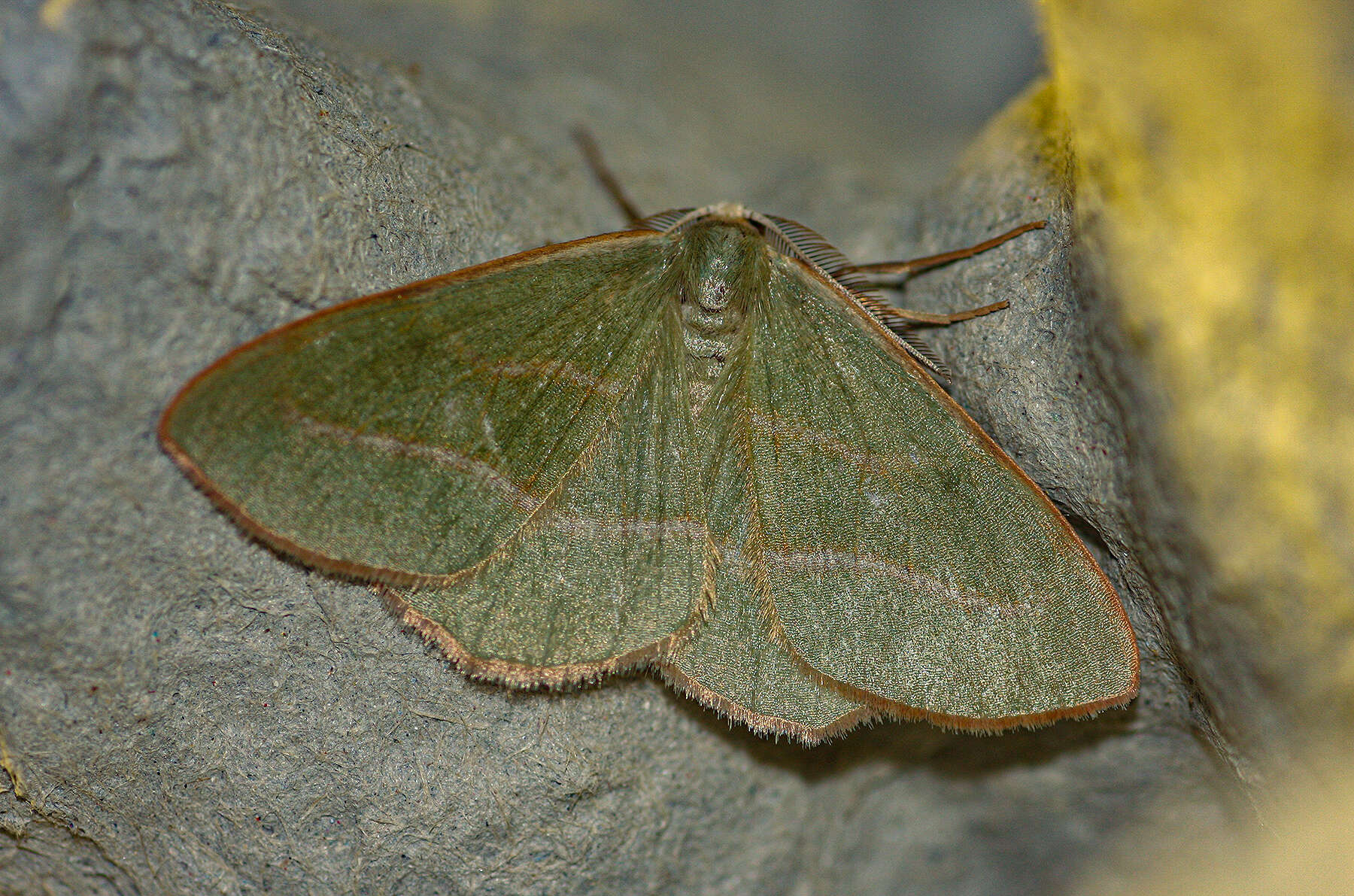 Plancia ëd Hylaea fasciaria Linnaeus 1758