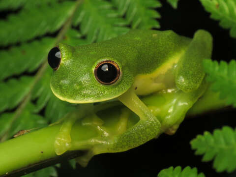 Image of Magdalena Giant Glass Frog