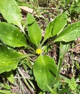 Cymbonotus preissianus Steetz resmi