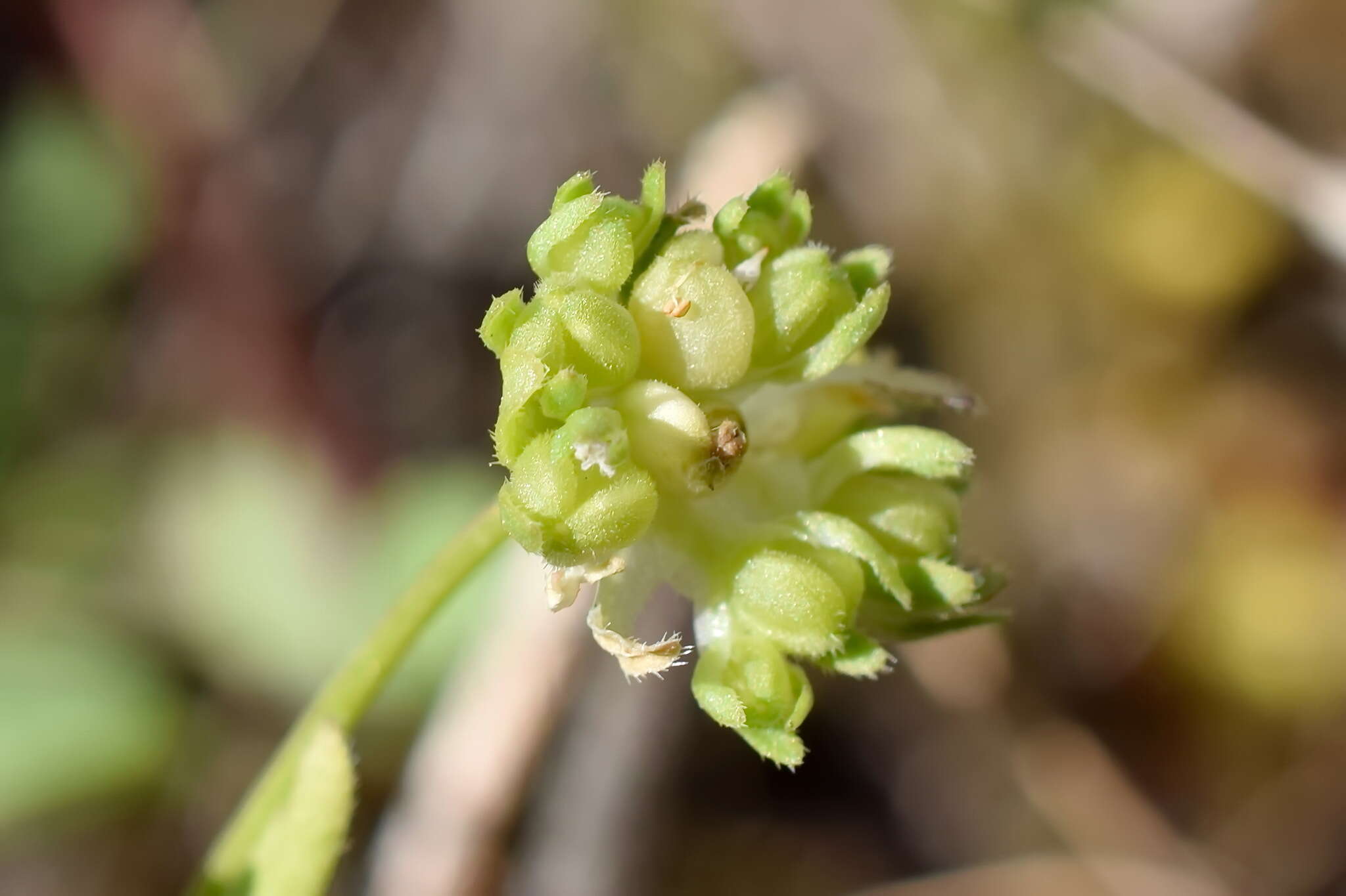 Image de Valerianella turgida (Stev.) Betcke