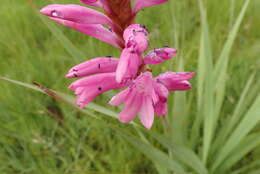 Image of Watsonia confusa Goldblatt