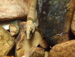 Image of Yoke Darter