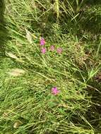 Image of Buckley's Mountain-Pink