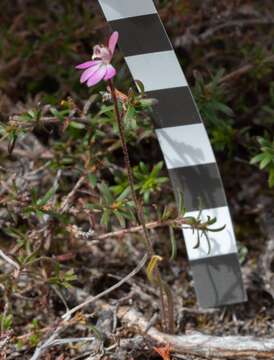 Caladenia mentiens D. L. Jones的圖片