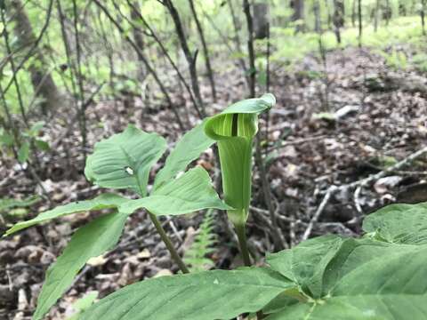 Image of Jack in the pulpit