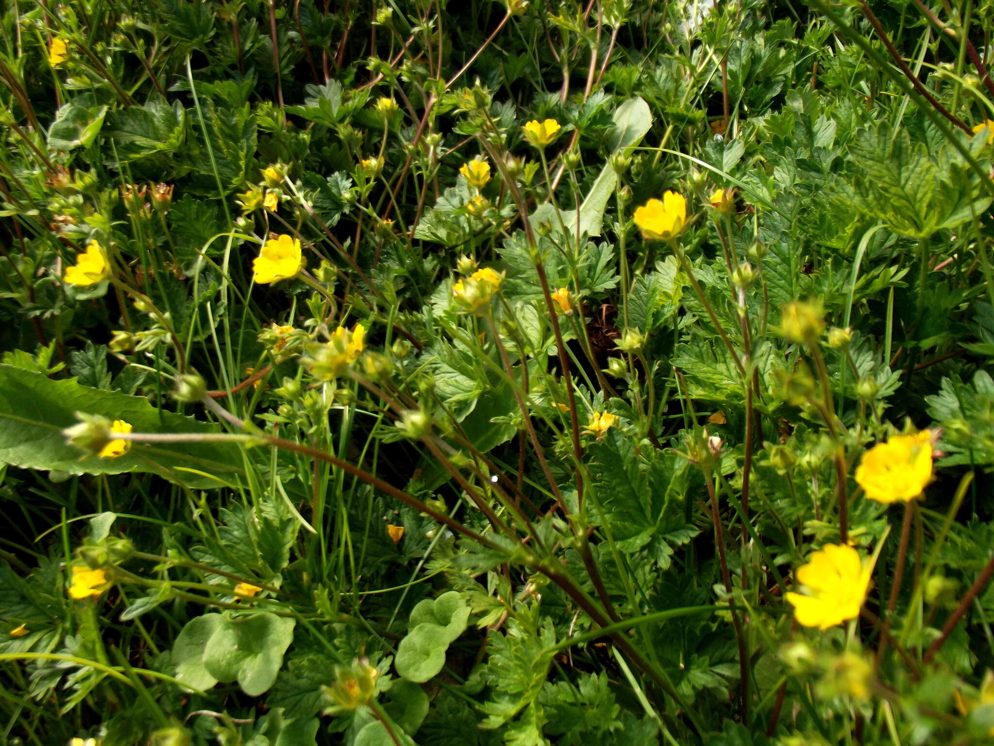 Image of Potentilla crantzii (Crantz) Beck