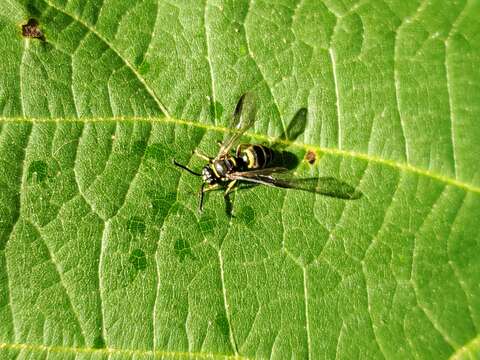 Image of Argogorytes nigrifrons (F. Smith 1856)